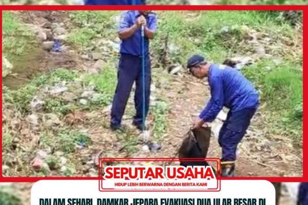 Dalam Sehari, Damkar Jepara Evakuasi Dua Ular Besar di Ngabul dan Kecapi